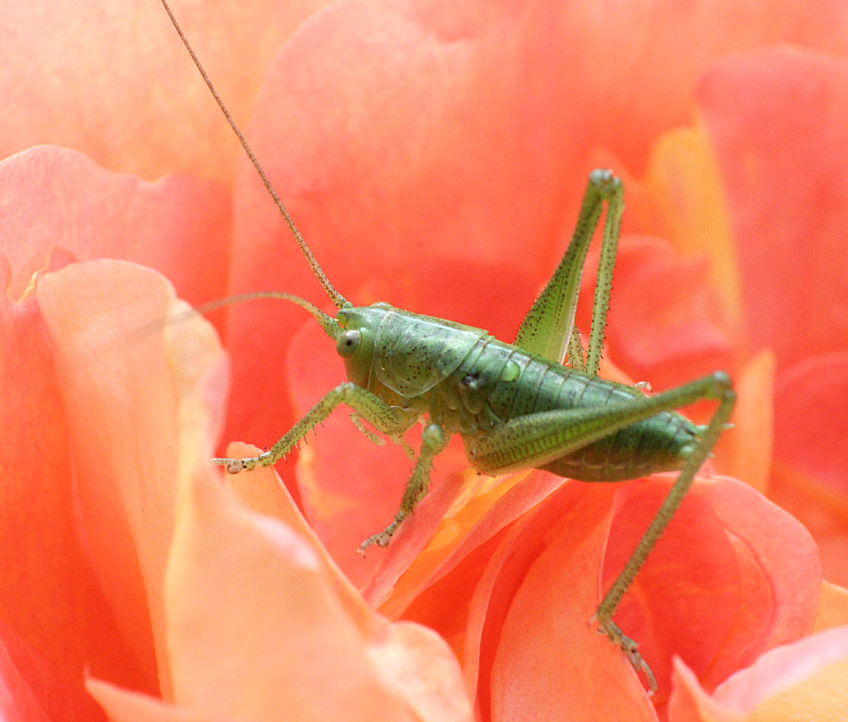 Tettigonia sp - neanide